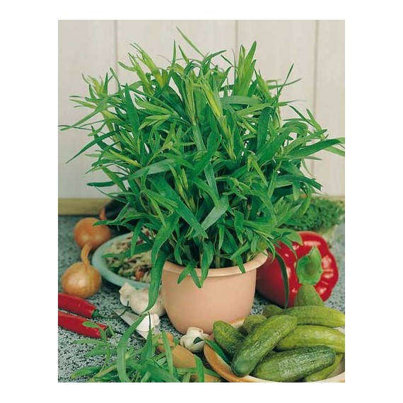 Semillas de Estragón (Artemisa dranunculus)