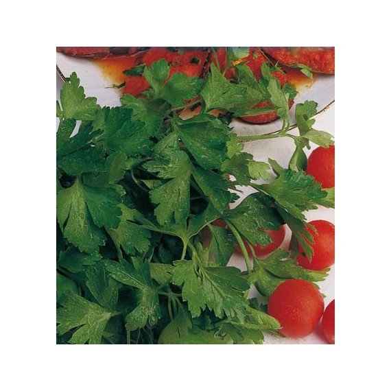 Semillas de Perejil Hoja Lisa