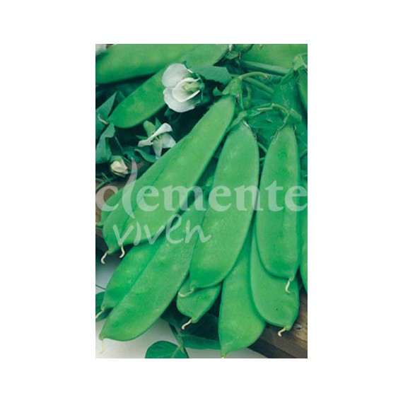 Semillas de Guisante Cometodo (Bisaltos) 280g