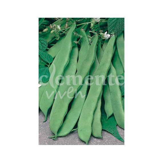 Semillas de Judía Bacle 250g