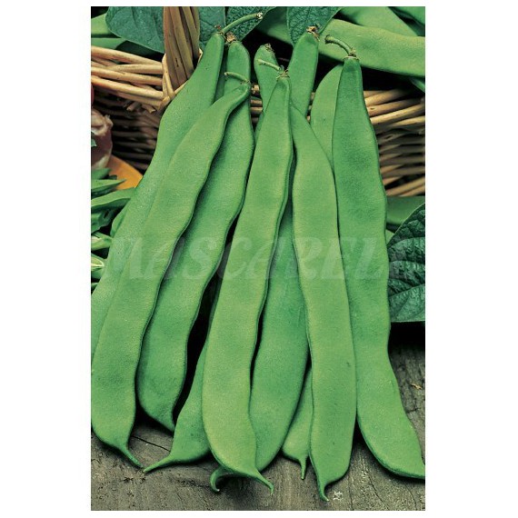 Semillas de Judía Buenos Aires Verde 280 g