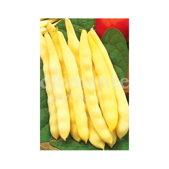 Semillas de Judía Amarilla Boca de Dragón
