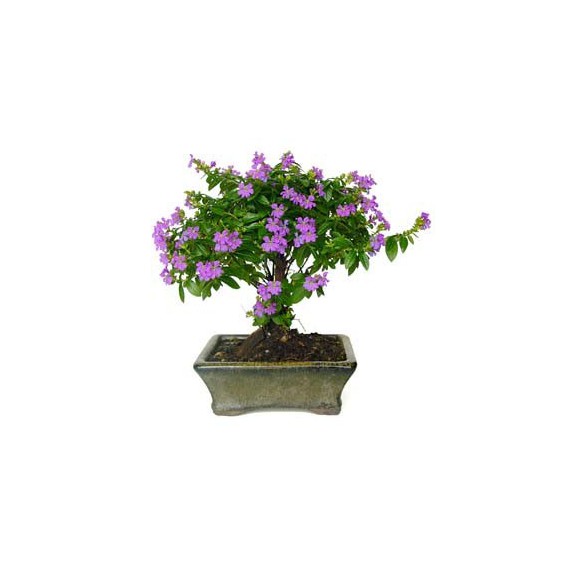 Bonsái Cuphea sp. 6 años