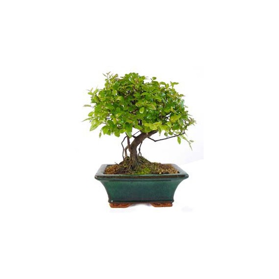 Bonsái CIRUELO CHINO 5 años Sageretia Theezans
