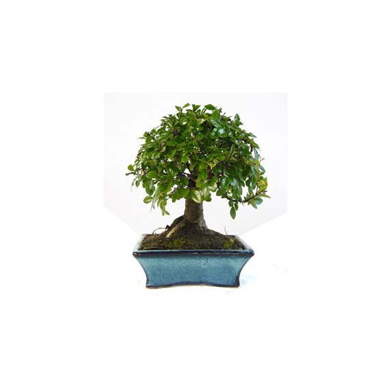 Bonsái OLMO CHINO 5 años Zelkova Parvifolia