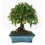 Bonsái OLMO CHINO 5 años Zelkova Parvifolia