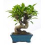 Bonsái Ficus Retusa  5 años