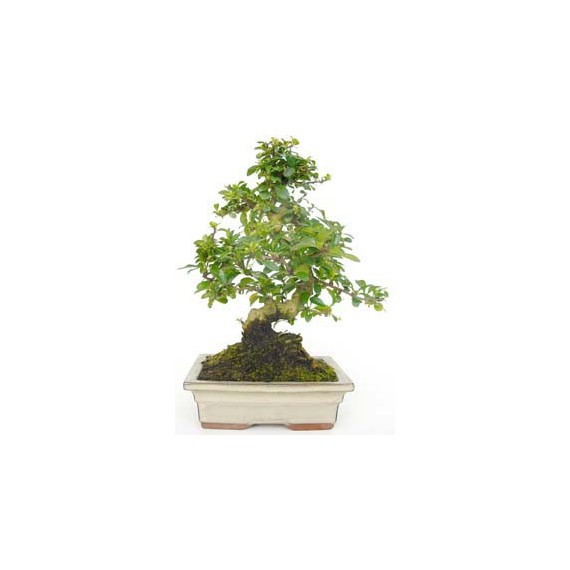 Bonsái Carmona Microphylla 8 años