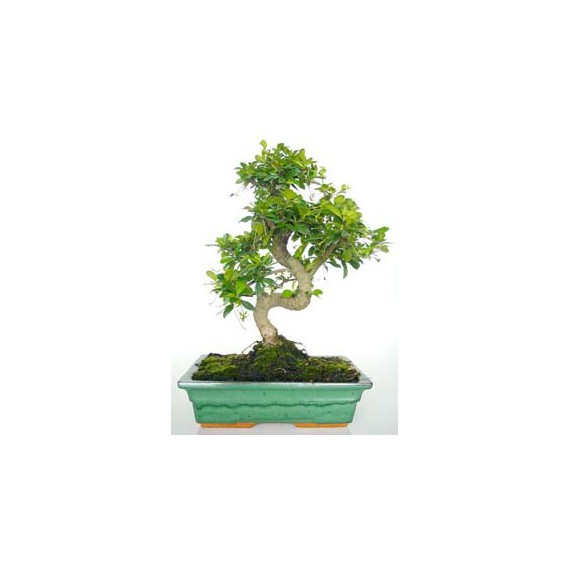 Bonsái Carmona Microphylla 10 años