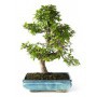 Bonsái OLMO CHINO 10 años Zelkova Parvifolia