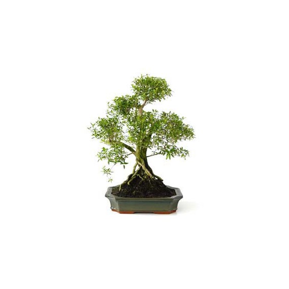 Bonsái Serissa Phoetida 10 años