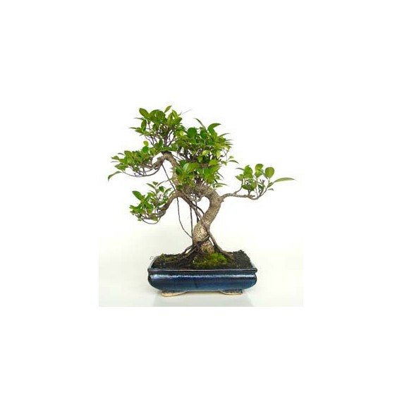 Bonsái Ficus Retusa 10 años