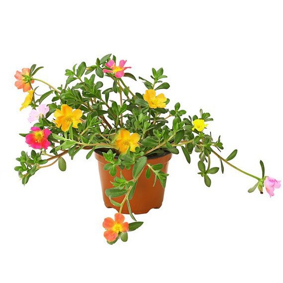 Portulaca (Flor de Seda) M-13