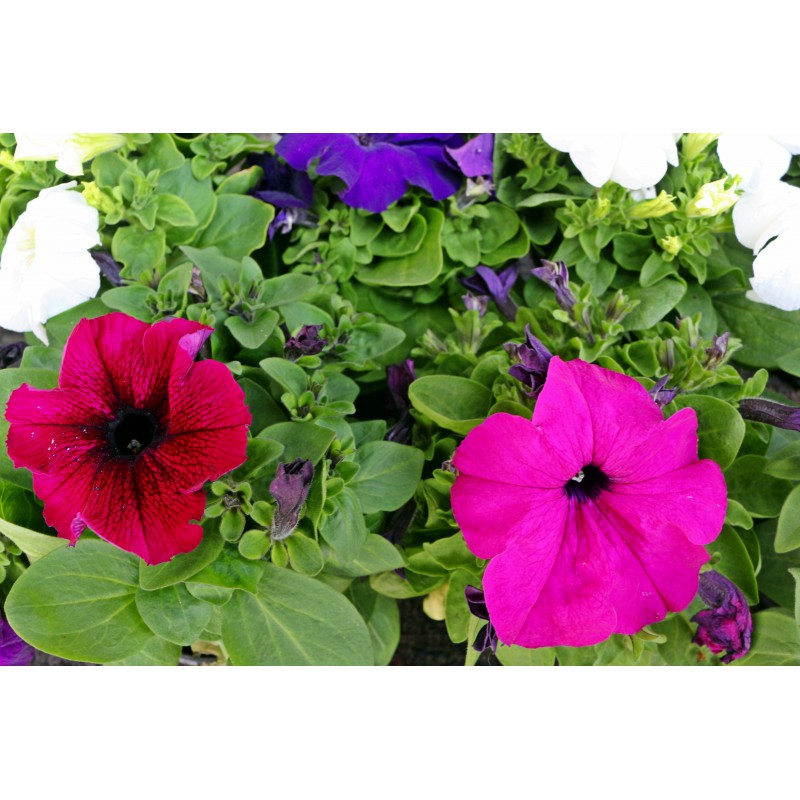 Planta Petunia M-11 por 1,20 € en Viveros Laraflor Planta Petunia M-11 por 1,20 € en Viveros Laraflor