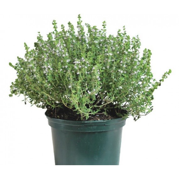 Tomillo M-13