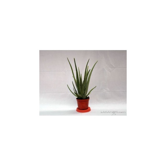 Aloe Vera M-15