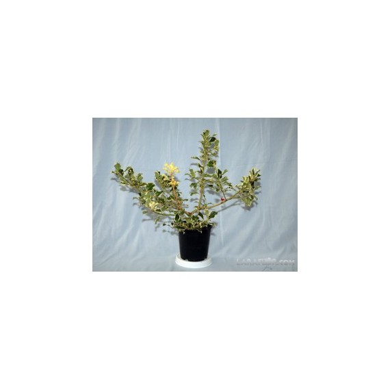 Ilex (Acebo) M-15