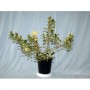 Ilex (Acebo) M-15