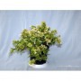 Abelia Floribunda M-18