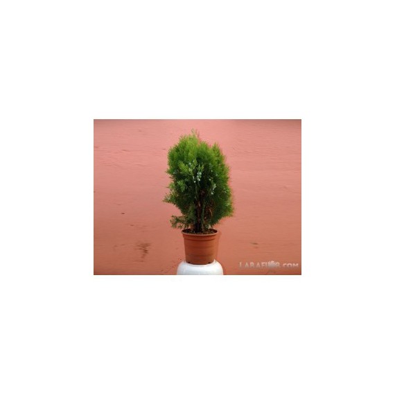 Thuja Orientalis Aurea Nana M-15