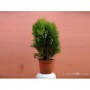 Thuja Orientalis Aurea Nana M-17