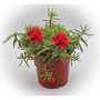 Portulaca Verdolaga M-11