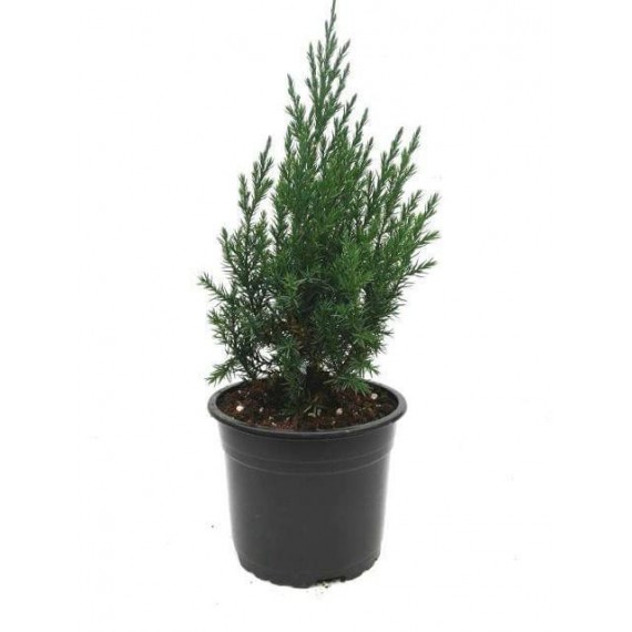 Juniperus  Chinensis M-19