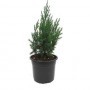 Juniperus  Chinensis M-19