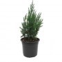 Juniperus  Chinensis M-19