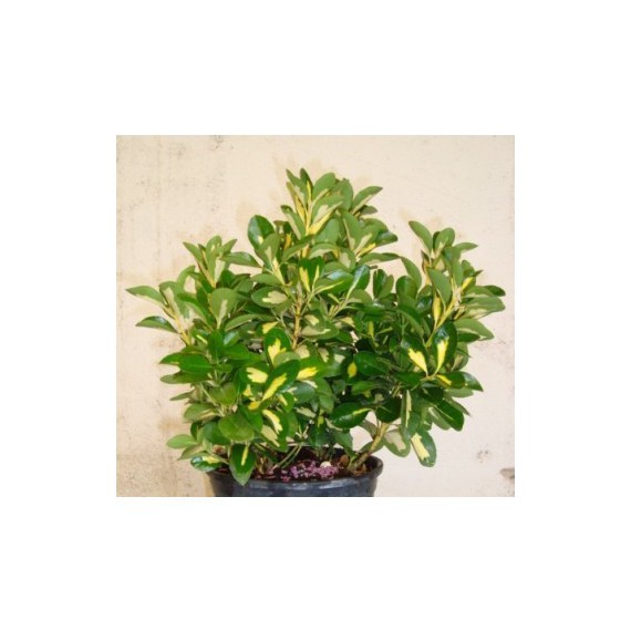 Euonymus picta luna M13