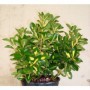 Euonymus picta luna M13