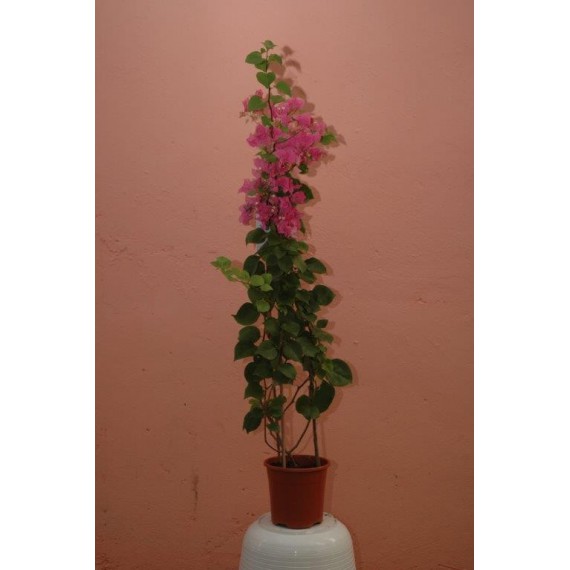 Buganvilla o Bougainvillea