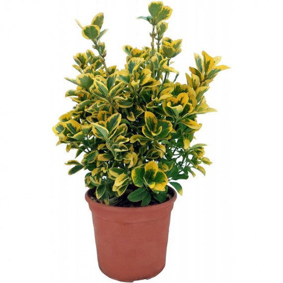 Euonymus Aurea M13