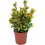 Euonymus Aurea M13