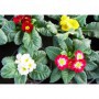 Primula