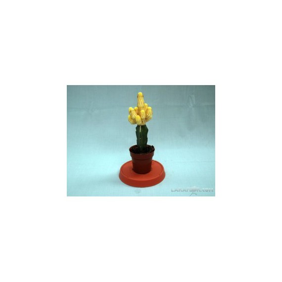 Cactus Injertado M.5.5