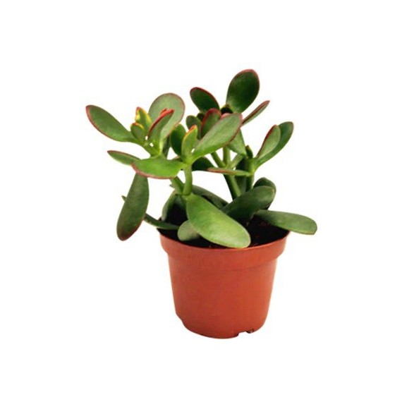 Planta Crassula M-5.5