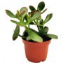 Planta Crassula M-5.5