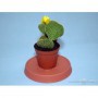 Cactus M-8.5 Flor