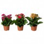 Kalanchoe M-10