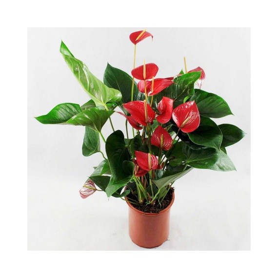 Anthurium M-14