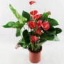 Anthurium M-14