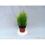 Thuja Orientalis Aurea Nana M-18