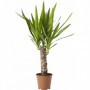 Yucca 1 tronco M-13