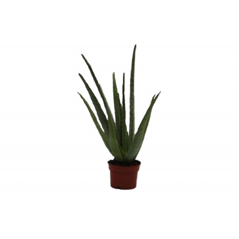Planta Aloe M-13 por 7,90€ Viveros Laraflor