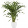 Areca M-13
