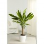 Dracena Fragans Golden Coast M-13