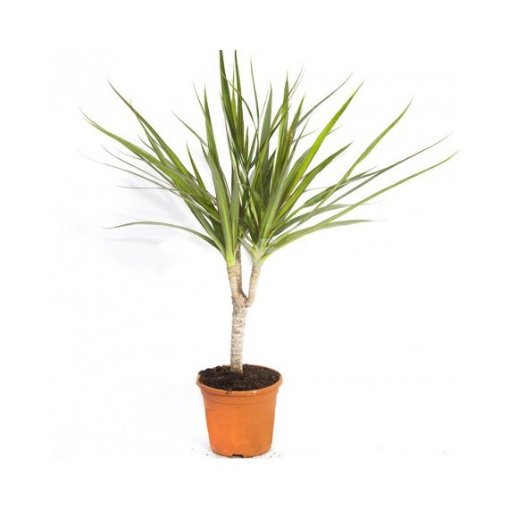 Dracaena Marginata M-13