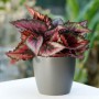 Begonia Rex M-13