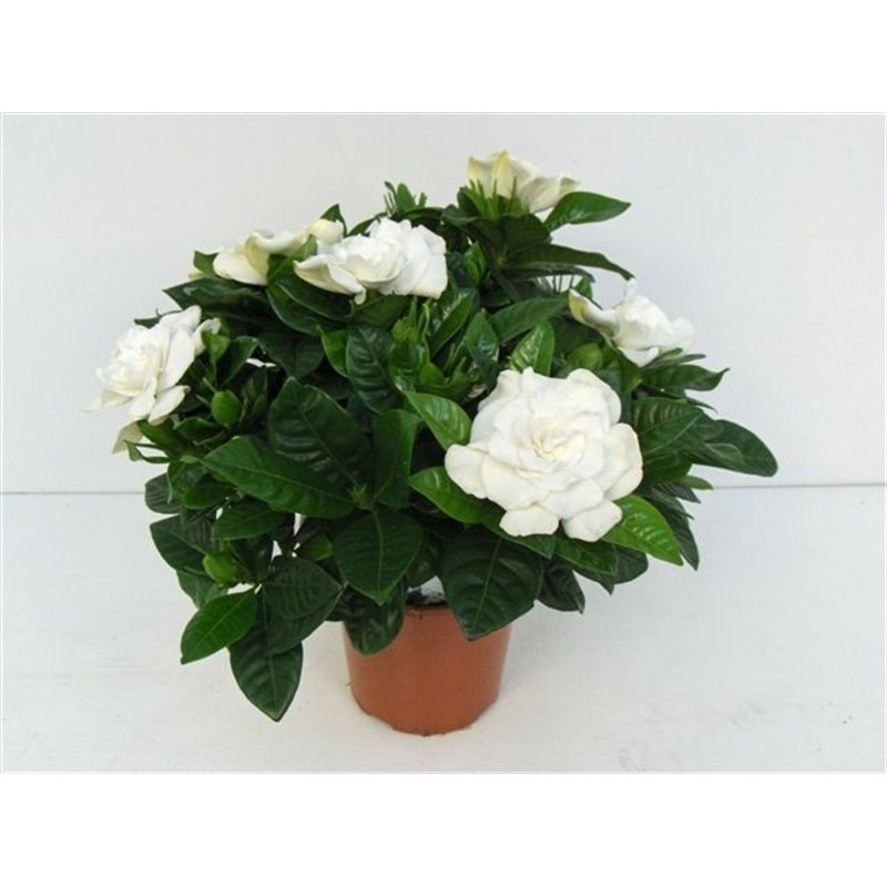 Planta Gardenia Jasminoides M-13 por 9,90€ en Viveros Laraflor